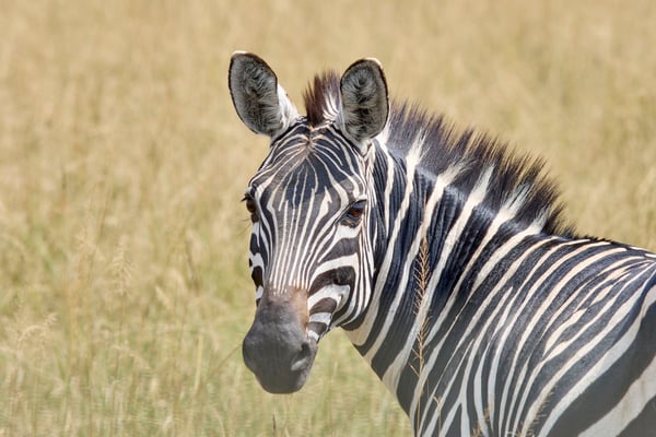 Zebra, Akagera National Park, Rwanda