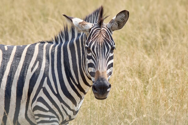 Zebra, Akagera National Park, Rwanda