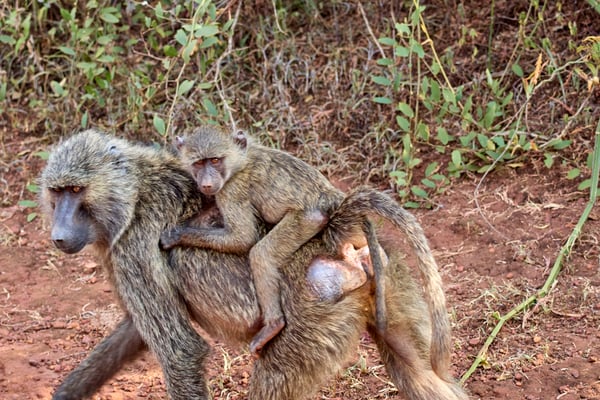 Baby baboon riding on adult baboon, Akagera National Park, Rwanda