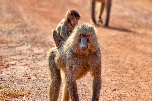 Baby baboon riding on adult baboon, Akagera National Park, Rwanda