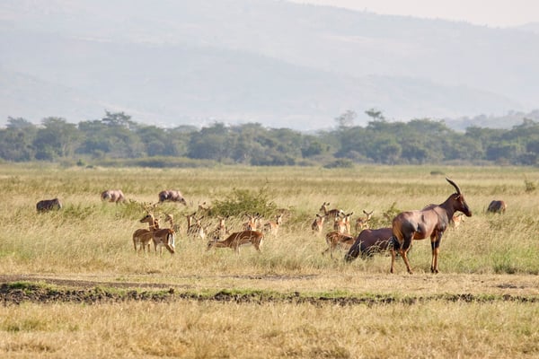 Topi, antelope, and water buffalo, Akagera National Park, Rwanda