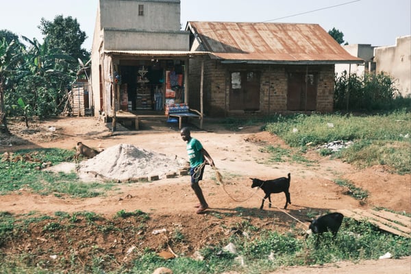 Person leading a couple goats along the road, Entebbe, Uganda