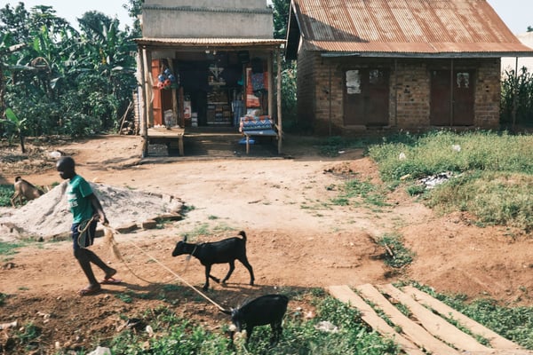 Person leading a couple goats along the road, Entebbe, Uganda