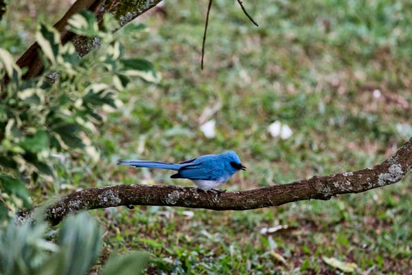 African Blue Flycatcher, Uganda