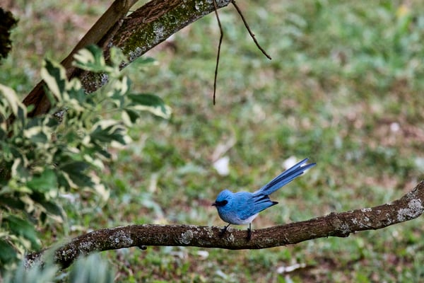 African Blue Flycatcher, Uganda