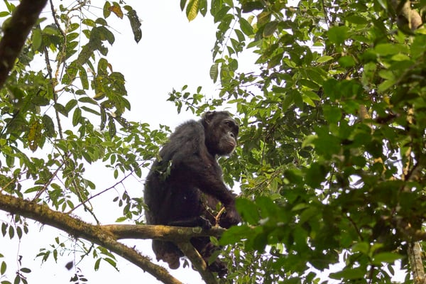 Chimpanzee in a tree, Kibale National Park, Uganda