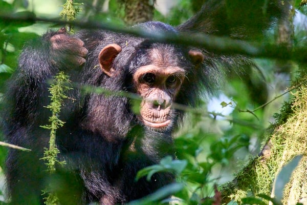 Chimpanzee in a tree surrounded by branches, Kibale National Park, Uganda