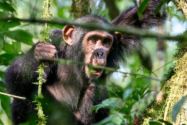 Chimpanzee in a tree surrounded by branches, Kibale National Park, Uganda