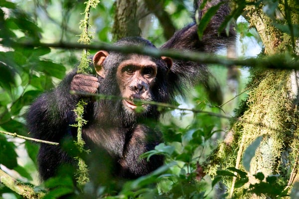 Chimpanzee in a tree surrounded by branches, Kibale National Park, Uganda