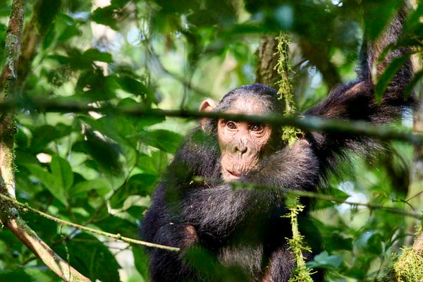Chimpanzee in a tree surrounded by branches, Kibale National Park, Uganda
