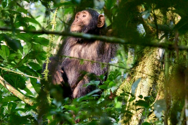 Chimpanzee in a tree surrounded by branches, Kibale National Park, Uganda