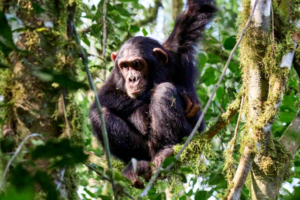 Chimpanzee in a tree surrounded by branches, Kibale National Park, Uganda