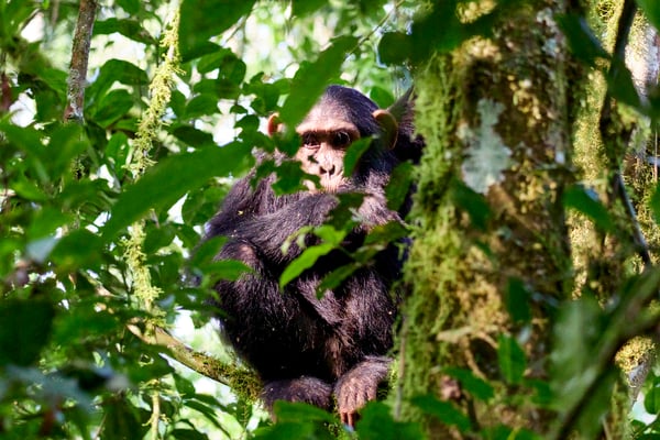 Chimpanzee in a tree surrounded by branches, Kibale National Park, Uganda