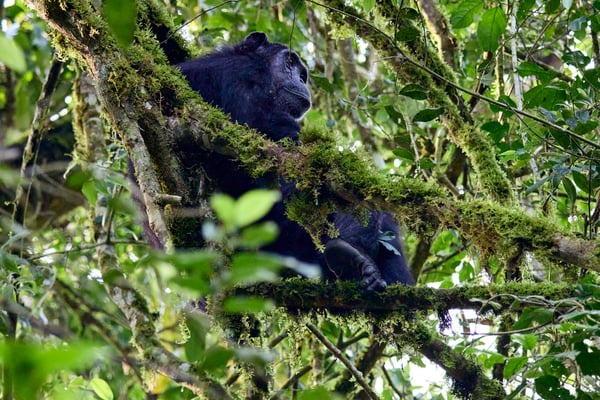 Chimpanzee in a tree surrounded by branches, Kibale National Park, Uganda