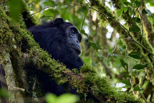 Chimpanzee in a tree surrounded by branches, Kibale National Park, Uganda