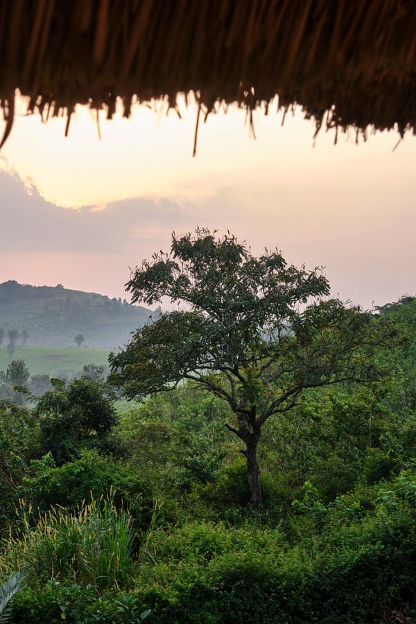 Landscape view from our grass-topped hut at Chimpanzee Lodge, Uganda