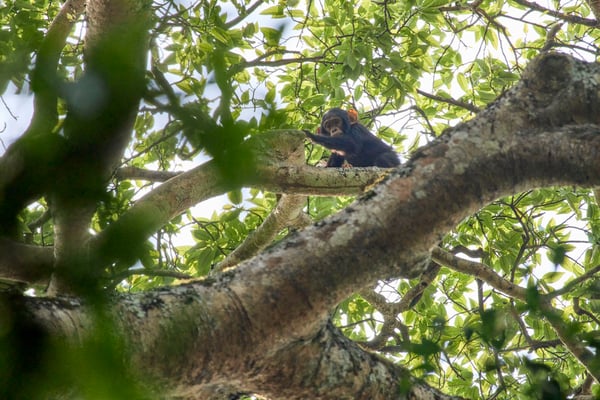 Baby chimpanzee in a tree surrounded by branches, Kibale National Park, Uganda