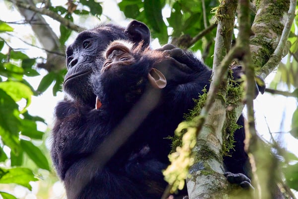 Baby chimpanzee with its mama in a tree surrounded by branches, Kibale National Park, Uganda