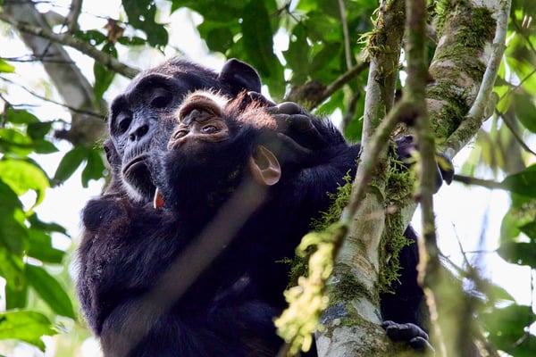Baby chimpanzee with its mama in a tree surrounded by branches, Kibale National Park, Uganda