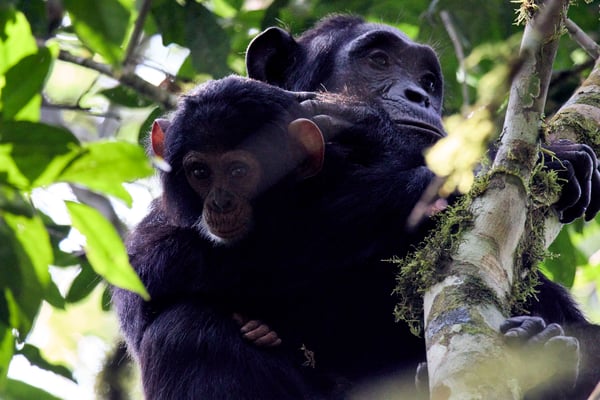 Baby chimpanzee with its mama in a tree surrounded by branches, Kibale National Park, Uganda