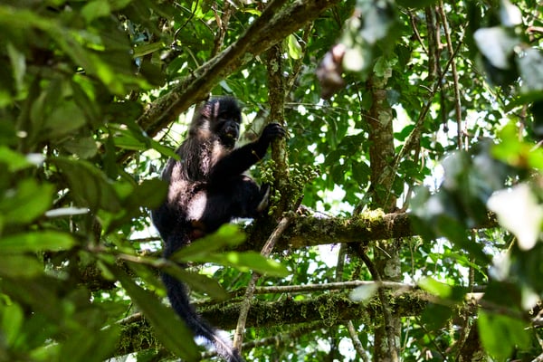 Chimpanzee in a tree surrounded by branches, Kibale National Park, Uganda