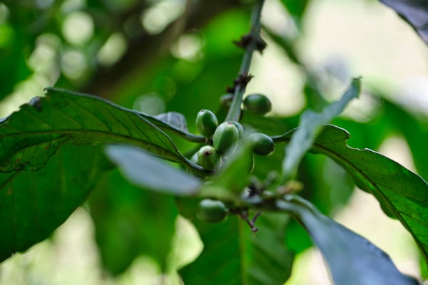 Coffee beans on a coffee tree, Uganda
