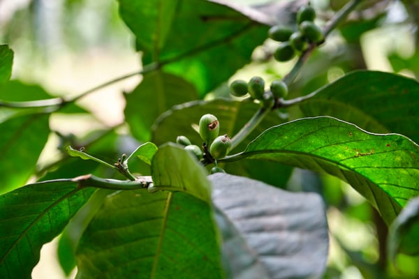 Coffee beans on a coffee tree, Uganda