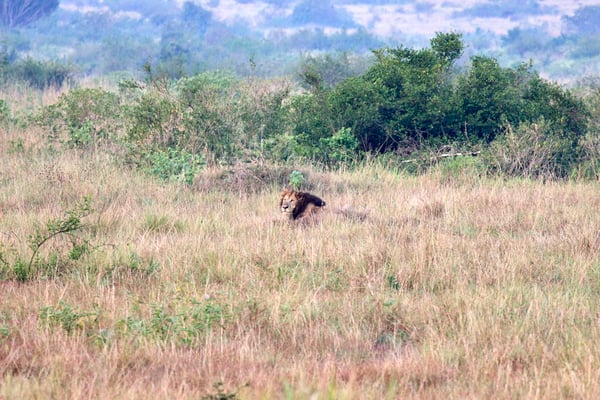Lion laying in Queen Elizabeth National Park, Uganda