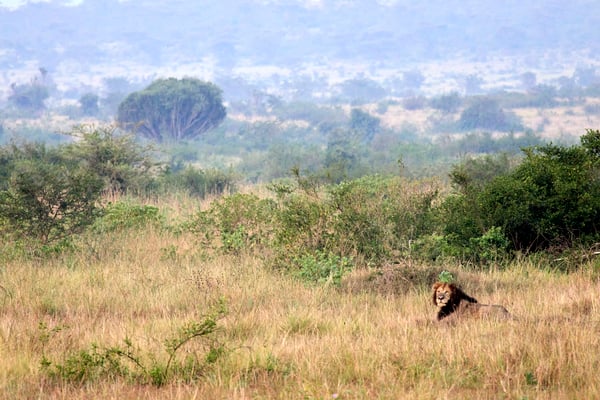 Lion laying in Queen Elizabeth National Park, Uganda