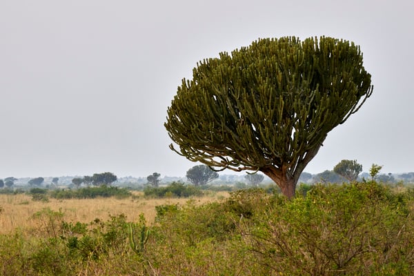 Euphorbia candelabrum and Queen Elizabeth National Park landscape, Uganda