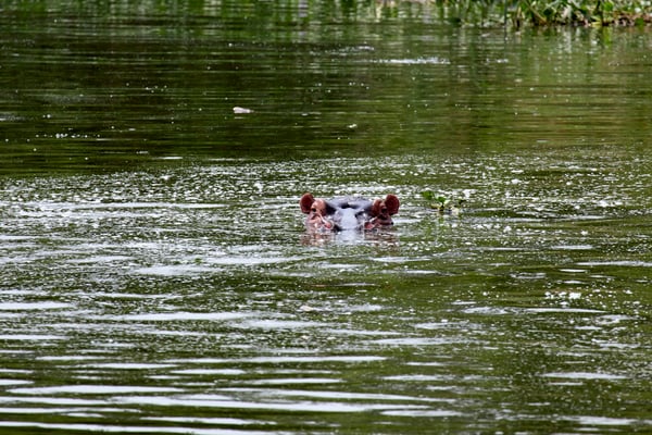 Hippo in water, Uganda