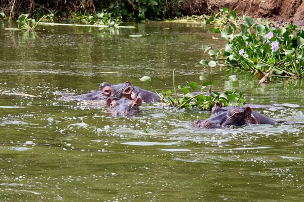 Hippos in water, Uganda