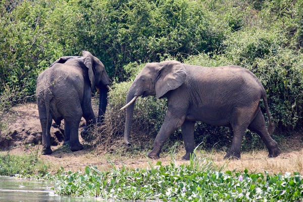 Elephants on the water's edge, Uganda
