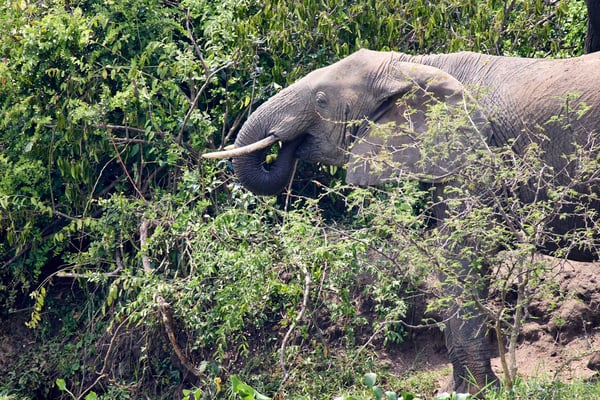 Elephant drinking water at the water's edge, Uganda
