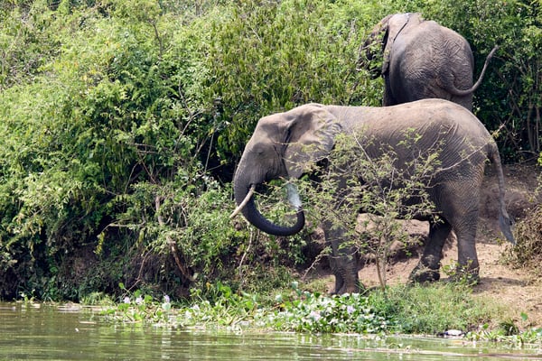 Elephant drinking water at the water's edge, Uganda