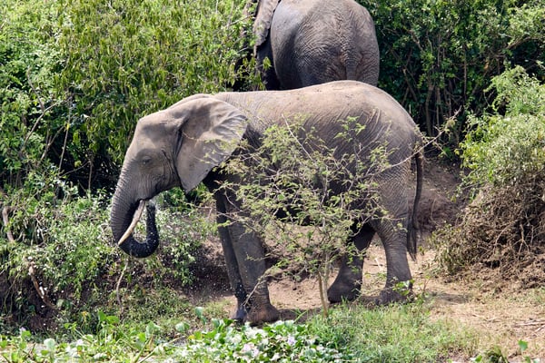 Elephant drinking water at the water's edge, Uganda