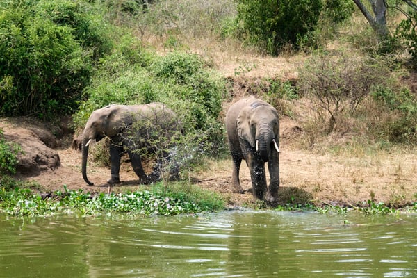 Elephants drinking water at the water's edge, Uganda