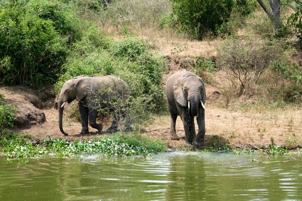 Elephants drinking water at the water's edge, Uganda