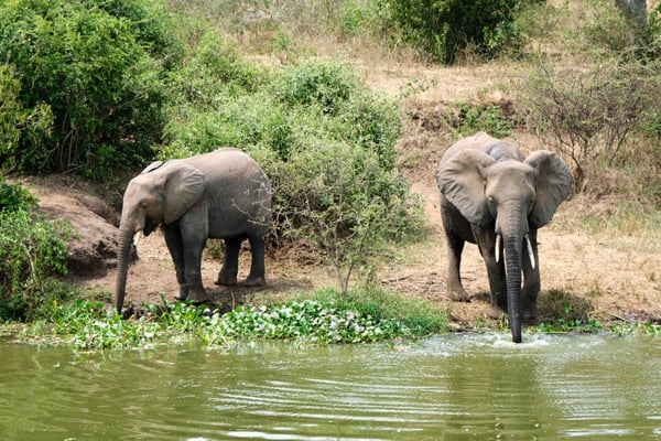 Elephants drinking water at the water's edge, Uganda