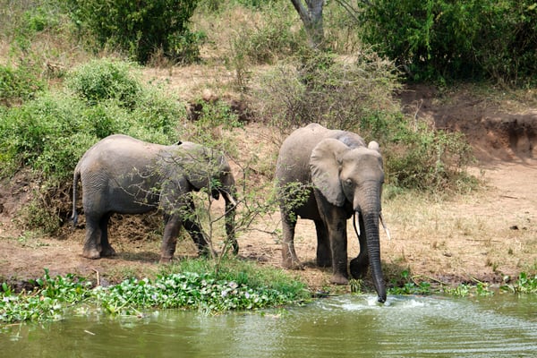 Elephants drinking water at the water's edge, Uganda