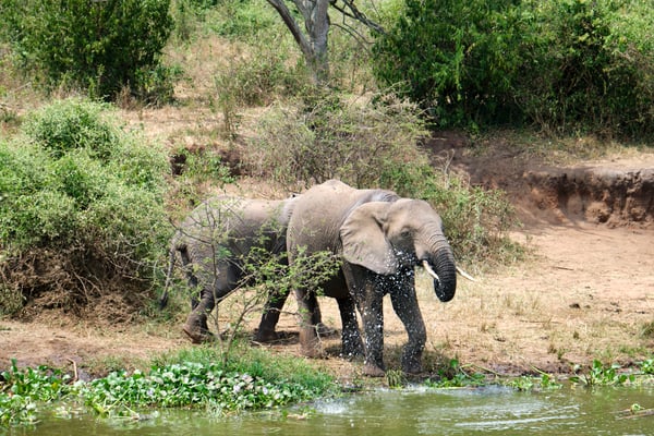 Elephants drinking water at the water's edge, Uganda