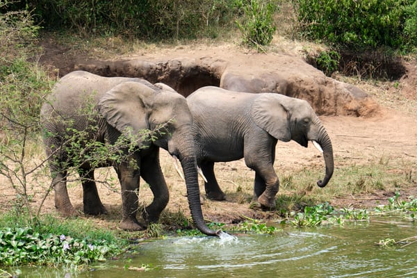 Elephants drinking water at the water's edge, Uganda