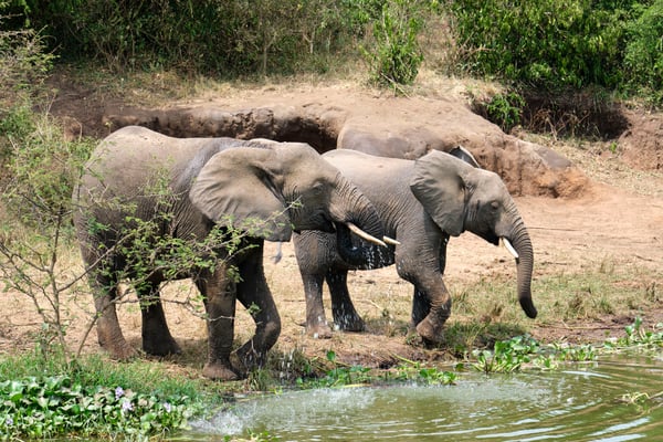 Elephants drinking water at the water's edge, Uganda
