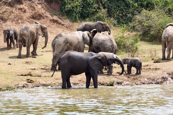 Herd of elephants in the water, Uganda