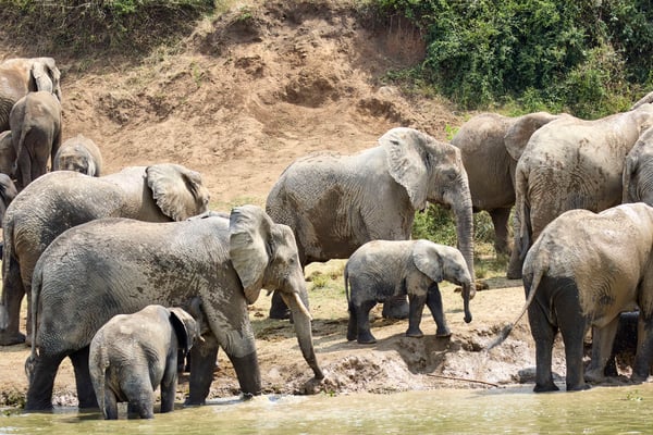 Herd of elephants in the water, Uganda