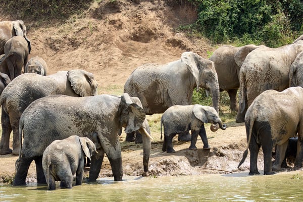 Herd of elephants in the water, Uganda