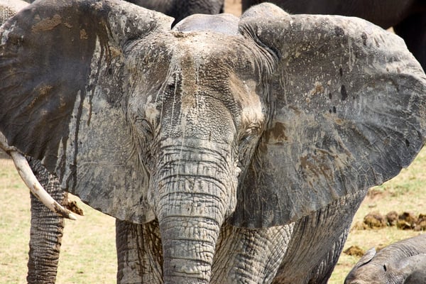 Elephant close up, Uganda