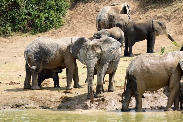 Herd of elephants in the water, Uganda