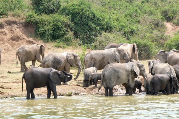 Herd of elephants in the water, Uganda