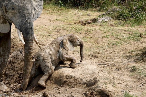 Baby elephant trying to climb over a hill, Uganda
